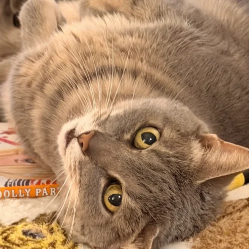 Sarah's light gray tabby cat, Birdie.