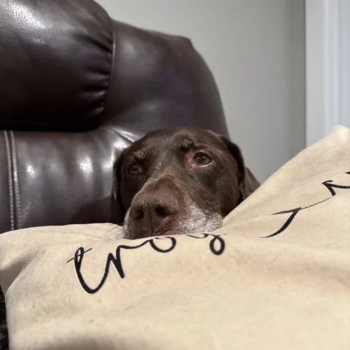 Carrie's dog, Milly, laying in a recliner with her head propped on a pilow