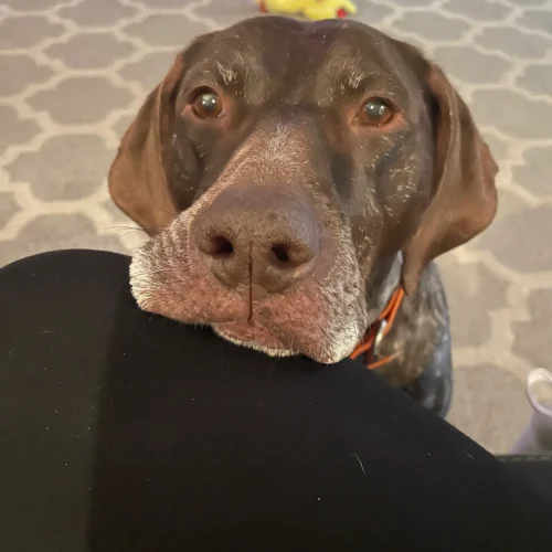Carrie's dog, Nora, resting its chin on her knee