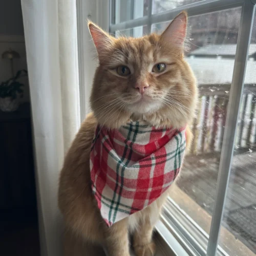 Abbey's orange cat, Hendricks, with holiday bandana around his neck.