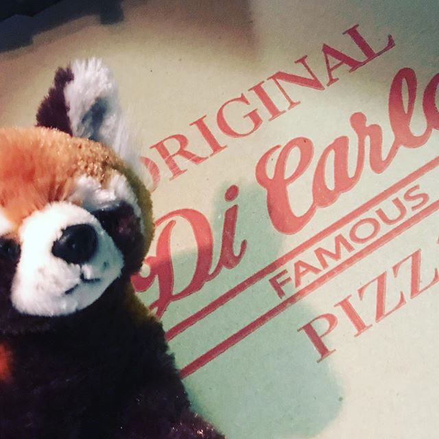 Always a great day of work when it involves Red Pandas and Di Carlo’s! . . . . #dicarlospizza #redpandas #goodzoo #oglebayresort #agencylife