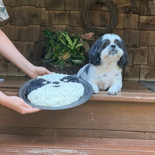 Shih Tzu looking a little stressed beside a poorly made Shih Tzu cake - the cake mirror's the dog's expression and markings