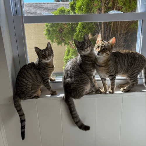 Three tabby cats sitting in the window