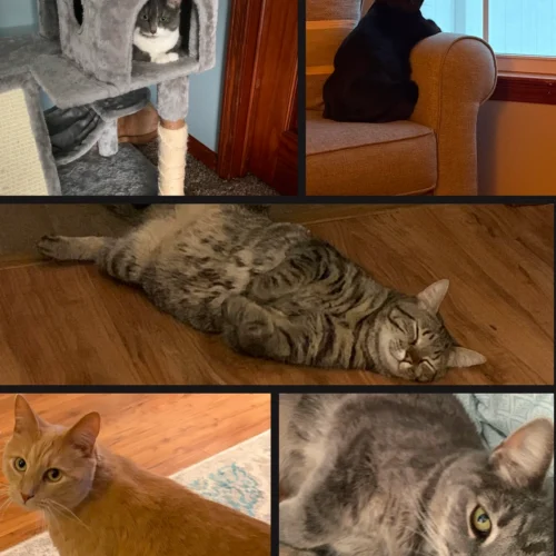 A collage of Kerri's cats, Emmy, Mia, Max, Rusty and Kitty