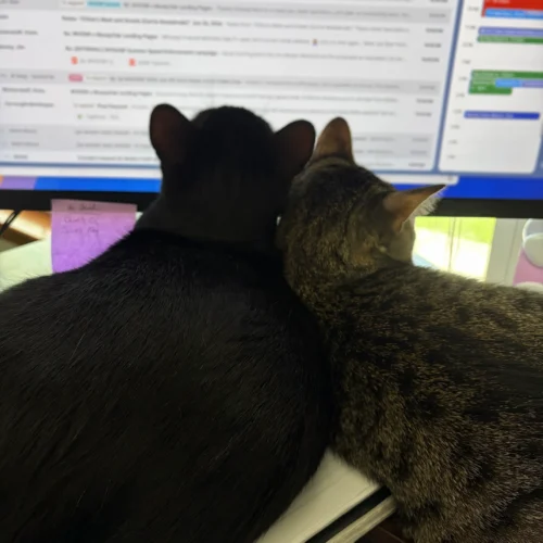 Two of Kerri's cats cuddling in front of her computer monitor