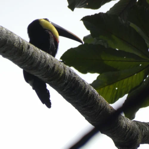 Toucan perched on a branch