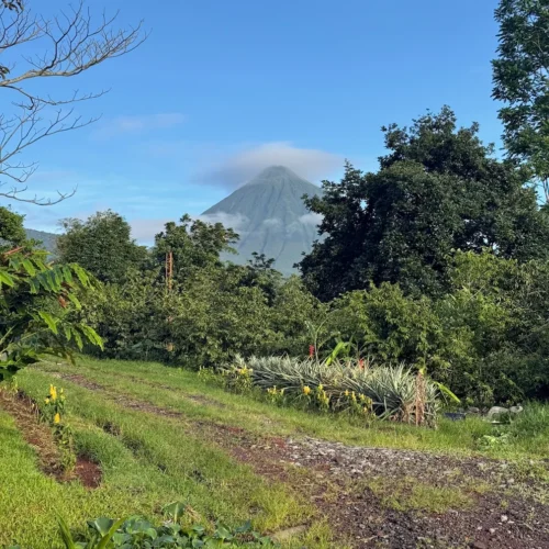 Arenal Volcano in Costa Rica with a few clouds surround the summit, wildflowers and foliage surrounding the road