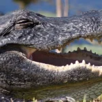 Alligator with open mouth, side view, against a background of water and lily pads.
