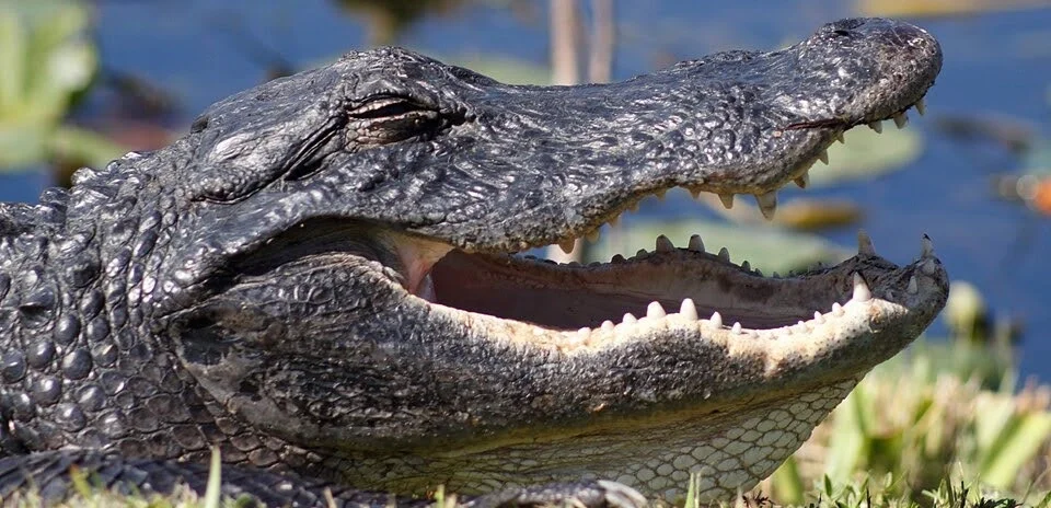 Navigating the “Funkiness”: SEO in the Age of AI Overviews and AI Mode