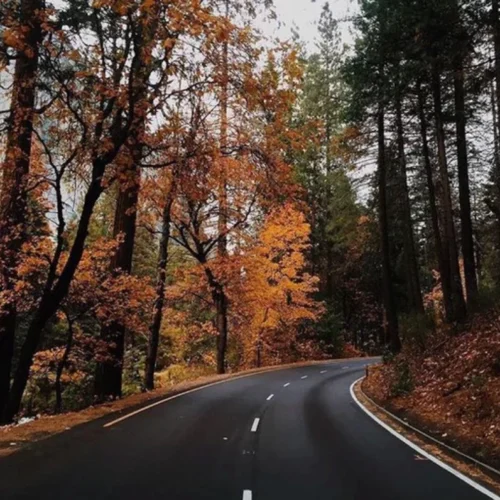A winding road bracketed by vibrant fall foliage