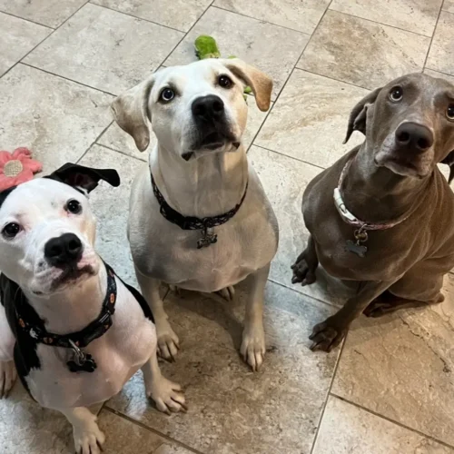 Three dogs sitting and waiting patiently for treats