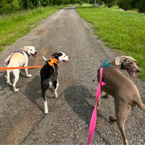 Hannah's dogs Gilly, Cannon and Lacy wearing colorful harnesses and walking on a gravel path